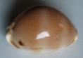 /products/cypraea-tessellata-swainson-18221/